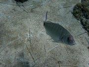 Akrotiri Fish Reserve Dive Site